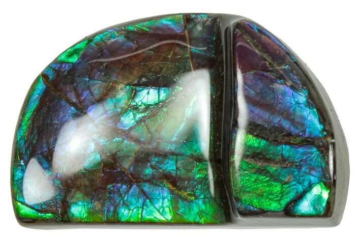 Flashy Ammolite (Fossil Ammonite Shell) - Greens & Purples #357628
